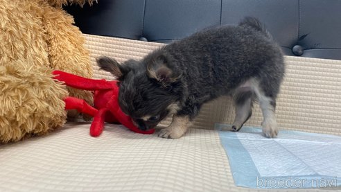 成約済の兵庫県のチワワ(ロングコート)-343435の6枚目